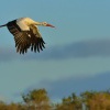 Cap bily - Ciconia ciconia - White Stork 2040